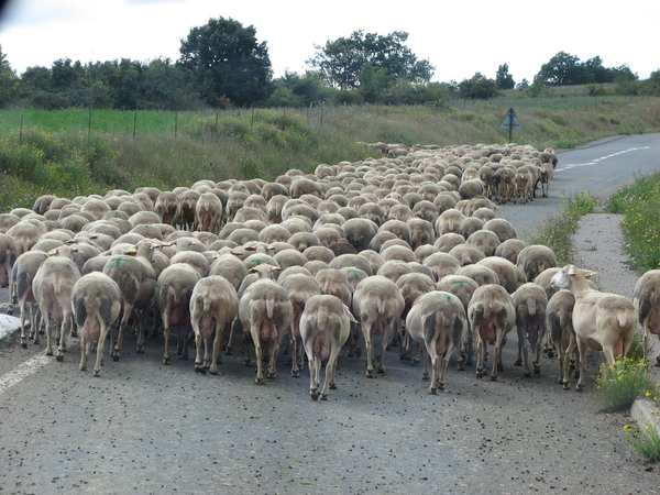 Bribiers naar hun stal