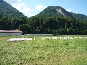 Kufstein omg. , bergwandeling Pendling alm _P1190641