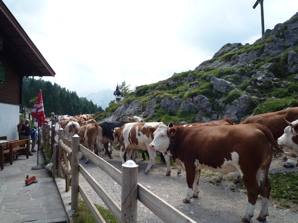 Kufstein omg. , bergwandeling Ritzau Alm _P1190712