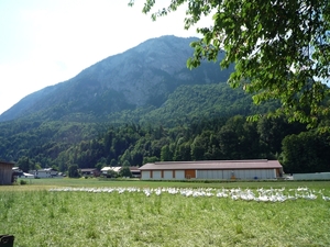 Kufstein omg. , bergwandeling Pendling alm _P1190642