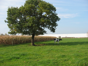De eerste supporters in aantocht