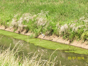 Wandeling naar Papenhofke - 10 juli 2014