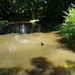 Wandeling naar Papenhofke - 10 juli 2014