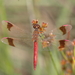 Gebandeerde heidelibel