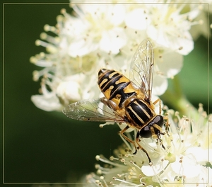 Gewone Pendelvlieg - Helophilus pendulus