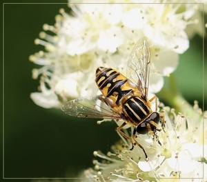 Gewone Pendelvlieg - Helophilus pendulus