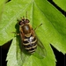 Syrphus species(1)