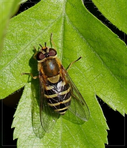 Syrphus species(1)