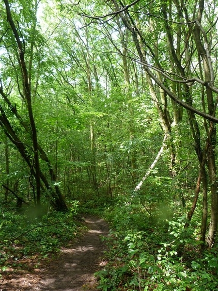 52-Domein van 50ha natuurgebied-'s Hertogenheide