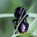 Steenhommel - Bombus lapidarius   IMG-1482