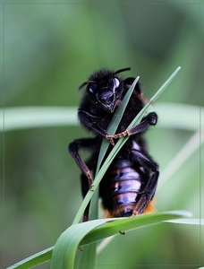 Steenhommel - Bombus lapidarius   IMG-1482