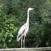 reiger