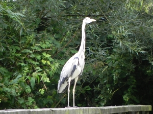 reiger