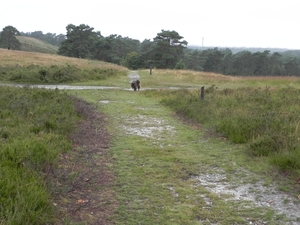Brunssummerheide