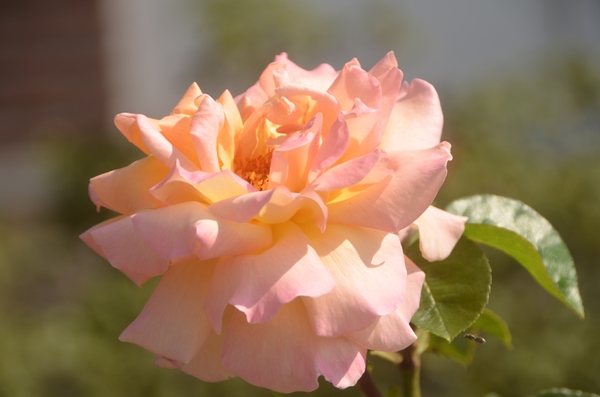 063