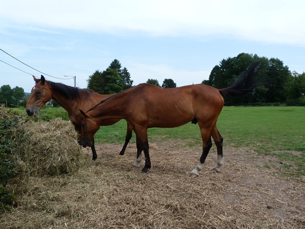 33-Paarden met Belgische stempels...