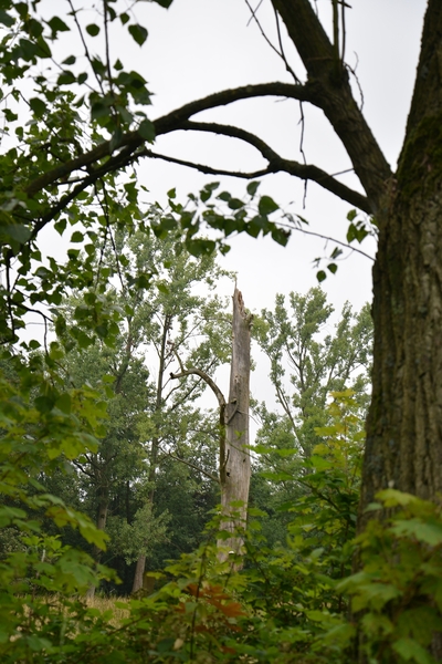 172  Oud Turnhout 12 juli 2014 - Natuurdomein De Liereman