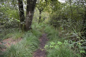 176  Oud Turnhout 12 juli 2014 - Natuurdomein De Liereman