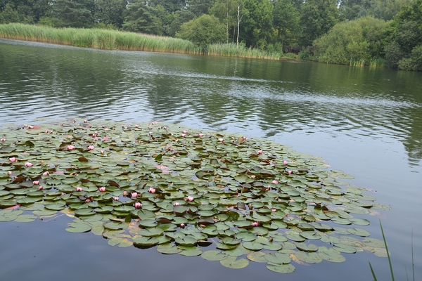 005  Retie 10 juli 2014 - De Graaf