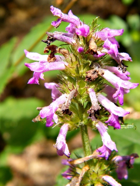 marche adeps feschaux