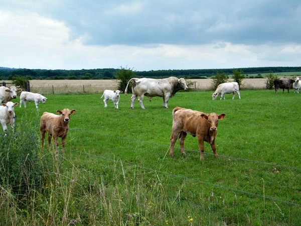 marche adeps feschaux