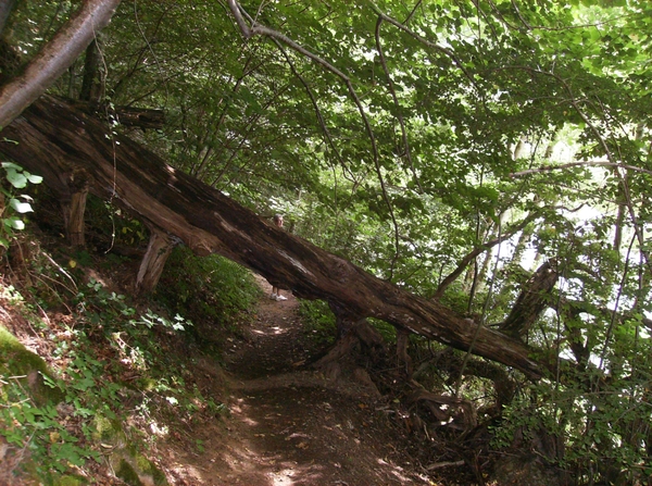 Rochehaut Juli 2014 025