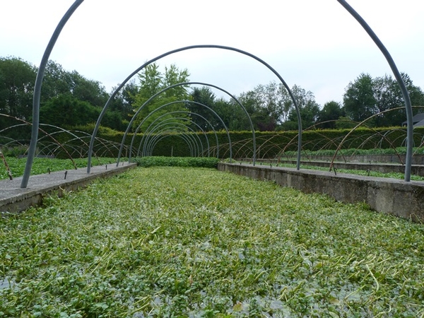 074-Waterkers in volle bloei...