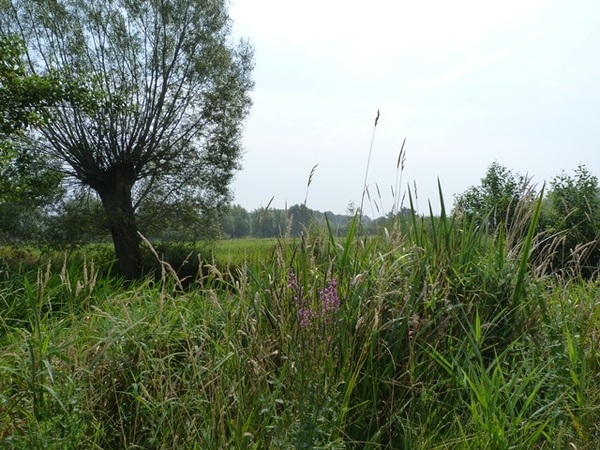 51-