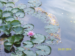 Wandelen met zeezicht - 24 juli 2014