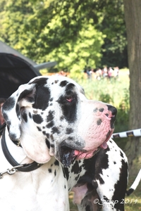 natte poten dolle neuzen 2014IMG_3988-3988