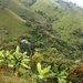 Salento de koffieplantage