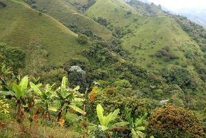 Salento de koffieplantage