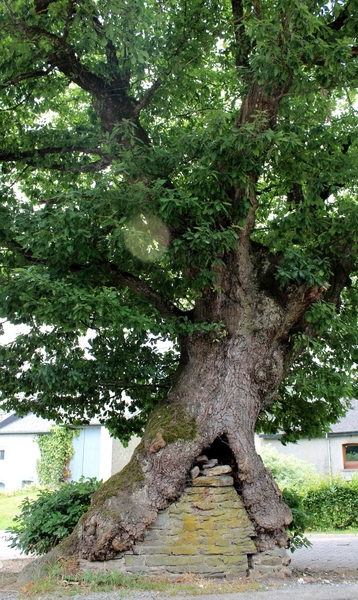 e28_IMG_8553_2014_07_06_Ardennenrit300km_Cherain_Arbre