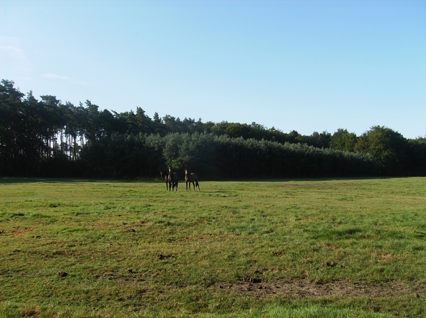 Zandhoven Augustus 2014 004