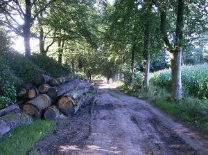 Zandhoven Augustus 2014 007