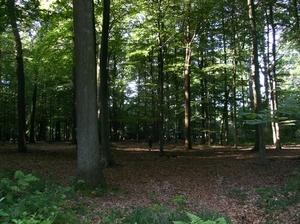Zandhoven Augustus 2014 008