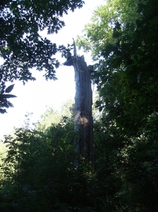 Zandhoven Augustus 2014 009