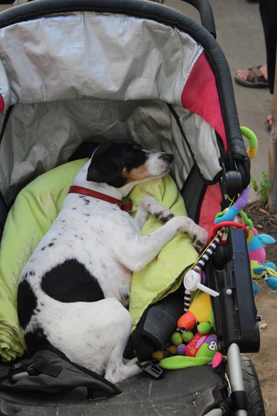 Fietstocht Idegem 2014 331