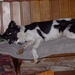 preicheid 2007-2008 028