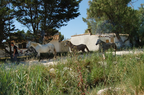 Camargue