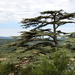 Bonnieux