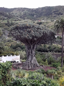 Tenerife april 2013 (36)