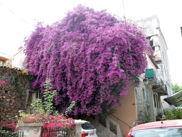 Corsica (juni 2014) (46)