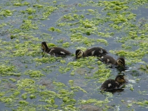 2014_06_17 Pairi Daiza 018