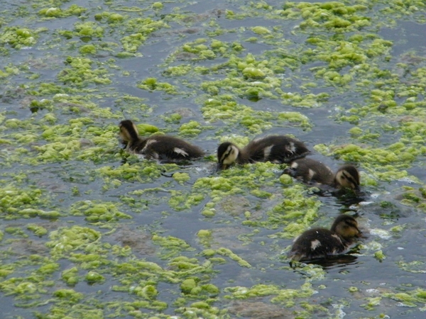 Pairi Daiza