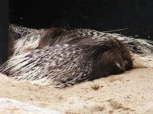 2014_06_17 Pairi Daiza 055