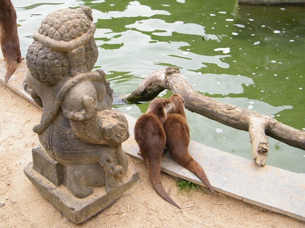 Pairi Daiza