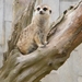 2014_06_17 Pairi Daiza 081