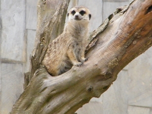 2014_06_17 Pairi Daiza 081