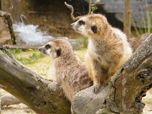 2014_06_17 Pairi Daiza 082